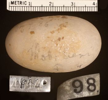 Media type: image;   Herpetology R-4944